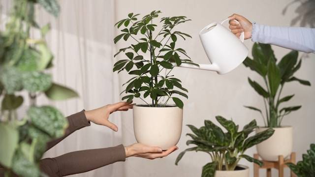 Como regar tu Schefflera