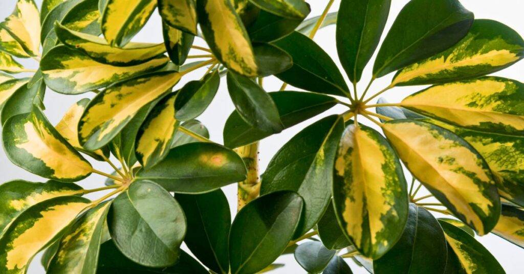 Schefflera o árbol paraguas, cuidados y significado como planta de interior
