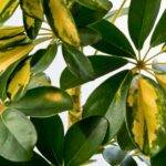 Schefflera o árbol paraguas, cuidados y significado como planta de interior